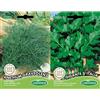 Germisem Anethum Graveolens Semi di Aneto 4 g & Gigante D'Italia Semi di Prezzemolo 10 g