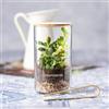 Terrarium personalizzato con semi di cactus Anymak personalizzate o neutre