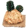 Bertoni S.r.l. Cactus su Roccia 4x4x4.5 cm