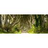 Pro-Art-Bilderpalette PRO-Art gla909c - Dipinto murale Sparkling Forest, Arte su Vetro, 30 x 80 cm