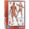 EuroGraphics Il sistema muscolare