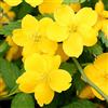 Vivaio di Castelletto Rosa del Giappone Kerria japonica Golden Guinea pianta di rose in vaso ø11 cm H 60 cm circa Vivaio di Castelletto