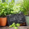 Pro-Art-Bilderpalette PRO-Art gla1051b murale, Arte su Vetro 'Fresh Herbs' 50 x 50 cm