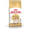 Royal Canin Siamese 38 - Sacchetto da 2kg.