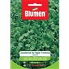 Blumen cicoria zuccherina da taglio triestina