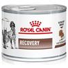 Royal Canin RECOVERY CAN CANE/GATTO V-DIET (12 x 195g) 2,34 Kg.