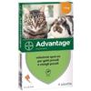 Elanco ADVANTAGE 40 GATTO 4 KG - 4 TUB.