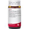 Wala Bronchi Plantago Compositum - Globuli omeopatici per la tosse, 20g
