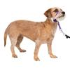 PetSafe Collare e guinzaglio Delicato con Dvd per addestramento