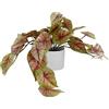 Leaf Design UK - Pianta artificiale realistica, 30 cm, in vaso di caladium rosa