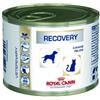 Royal canin recovery 195 gr