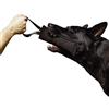 DINGO GEAR WWW.DINGOGEAR.COM 1977 Dingo Gear - Rimorchiatore in nylon per addestramento cani IGP & Fun, 1 maniglia, nero, 28 x 7 cm