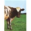 Tsunami Edizioni Atom Heart Mother. Il cuore nuovo dei Pink Floyd