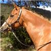 FHXYZ Briglie inglesi per cavalli, regolabili, in pelle, per cavalli, accessori per cavalli e attrezzature da corsa di cavalli (nero)