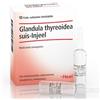 GUNA SpA Glandula thyreoidea suis-injeel 10 fiale da 1,1 ml Heel