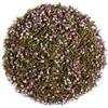 Valley of Tea Brugo Fiori E Foglie -
