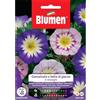 Blumen convolvolo o bella di giorno in miscuglio