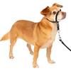 PetSafe Collare e guinzaglio Delicato con Dvd per addestramento
