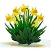 CUT POPUP.COM CUTPOPUP Narcisi - Biglietto Auguri Compleanno, Biglietto festa della Mamma, Biglietto Anniversario, Biglietto Mamma, Biglietto San Valentino (Daffodils) IT