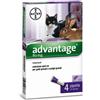 Amicafarmacia Advantage 80mg soluzione spot-on per gatti grandi e conigli grandi 4 pipette (4 x 0,8ml)