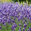 Set Semi di Fiori da Piantare in Vaso da Giardino - in 3 Bustine - Mix di  Sementi per Giardino - per Attirare le Farfalle - Attirare le Coccinelle -  per Allontanare le Zanzare (Mix di Fiori 1)