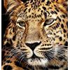 Pracht Creatives Hobby Set di pittura con diamanti, quadro con motivo di testa di giaguaro e accessori, dimensioni circa 25 x 35 cm, set di artigianato per dipingere con pietre glitterate per bambini dai 5 anni in su