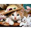 Pracht Creatives Hobby Set di Pittura con Diamanti, Quadro con Motivo di Un Gattino e Accessori, Dimensioni Circa 25 x 35 cm, Set da dipingere con Pietre Glitterate per Bambini dai 5 Anni in su