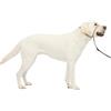 PetSafe Collare e guinzaglio Delicato con Dvd per addestramento