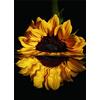 Pracht Creatives Hobby Set di pittura con diamanti, quadro con motivo girasole e accessori, dimensioni ca. 25 x 35 cm, set di artigianato per dipingere con pietre glitterate per bambini a partire dai 5 anni di età