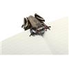 Esterbrook Tree Frog Clip Fermapagine