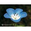 NATUR Srl Baby Blue Eyes Ess 7,4ml Calf