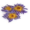 Tea Soul Fiore di Loto Blu Essiccato - 3 pezzi