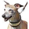 Dingo Waldemar Rutkowski Dingo Pelle Morbida Whippet Collare