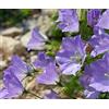 Legutko Carpathian Harebell, Tussock Semi di Bellflower - Campanula carpatica