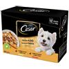 Cesar Dog Selezione Delizie del Giorno Multipack 12x100 gr - In Gelatina - SPEDIZIONE GRATIS 1° ORDINE + scegli lo sconto BZR5 / BZR20