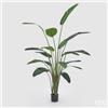 Enzo De Gasperi EDG Enzo De Gasperi pianta con vaso Strelitzia Chic H245 cm