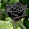Somerway 20 pezzi semi di rosa nera facile coltivazione semi di rose alta germinabilità, indoor & outdoor, un regalo per gli amanti del giardino Nero