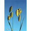NATUR Srl Quaking Grass Essenze Floreali Californiane 7,4ml