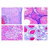LIEDER Scienze Microscopia Micro preparati Serie sensoriale physiologie