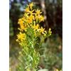 Tsa Solidago Virgaurea 50 Ml
