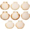 Finoly Conchiglia di Capesante Naturale 10x11 cm | Conchiglie Decorative | Confezione da 4/8/12/16 Pezzi | Capesante Conchiglie di Mare per Cucina Decorazione Mestieri Artigianato DIY (8)
