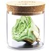 Amoroses Bijou - Rosa Stabilizzata Eterna con calice placcato oro 24K in barattolo di vetro | Idea Regalo (Rosa Verde Menta)