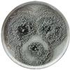 TOGNANA PORCELLANE AT001278090 (minimo 12 pezzi)