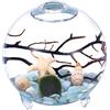 WayGlory Kit per acquario a forma di globo per terrario, vaso in vetro con piedi, palline di muschio vivente e conchiglia, corallo nero, ideale come decorazione da tavola per amici(8,9 x 10,1cm, stile I)