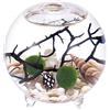 WayGlory Kit per acquario a forma di globo per terrario, vaso in vetro con piedi, palline di muschio vivente e conchiglia, corallo nero, ideale come decorazione da tavola per amici(3,8 x 6,5cm, stile D)