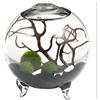 WayGlory Kit per acquario a forma di globo per terrario, vaso in vetro con piedi, palline di muschio vivente e conchiglia, corallo nero, ideale come decorazione da tavola per amici(8,9 x 10,1cm, stile J)