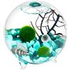 WayGlory Kit per acquario a forma di globo per terrario, vaso in vetro con piedi, palline di muschio vivente e conchiglia, corallo nero, ideale come decorazione da tavola per amici (8,9 x 10,1 cm, stile H)