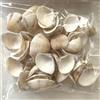 Conchiglie Set 1