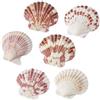 Conchiglie Set 2