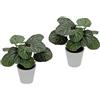 Flair Flower Pianta artificiale begonia in vaso, realistica, pianta fogliare, piante da balcone, foglie artificiali, fiori artificiali, decorazione per terrazze, piante in vaso, matrimonio, begonia, set da 2